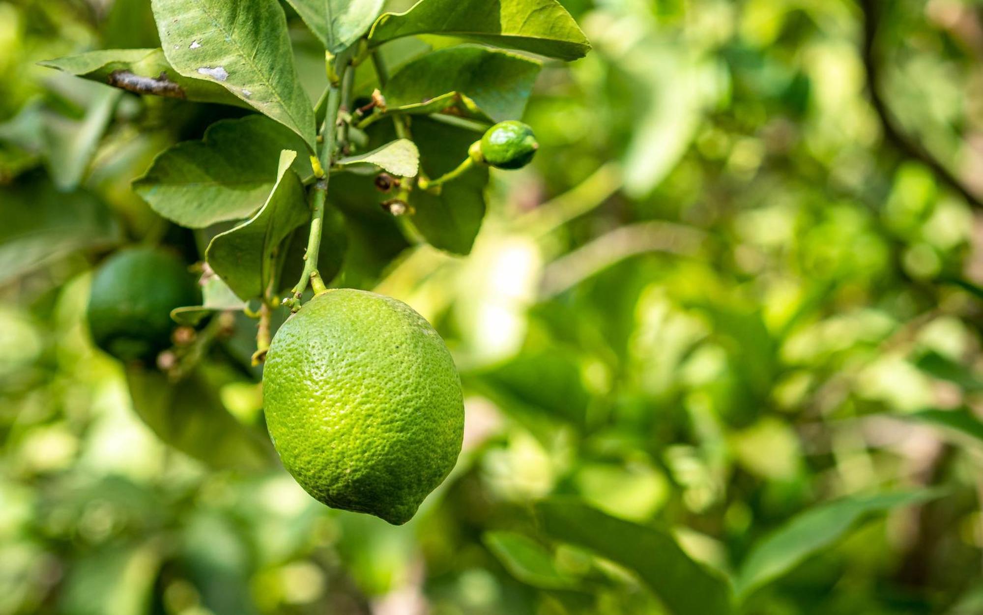 מלון Ouled Moumen The Lemonary Marrakech מראה חיצוני תמונה