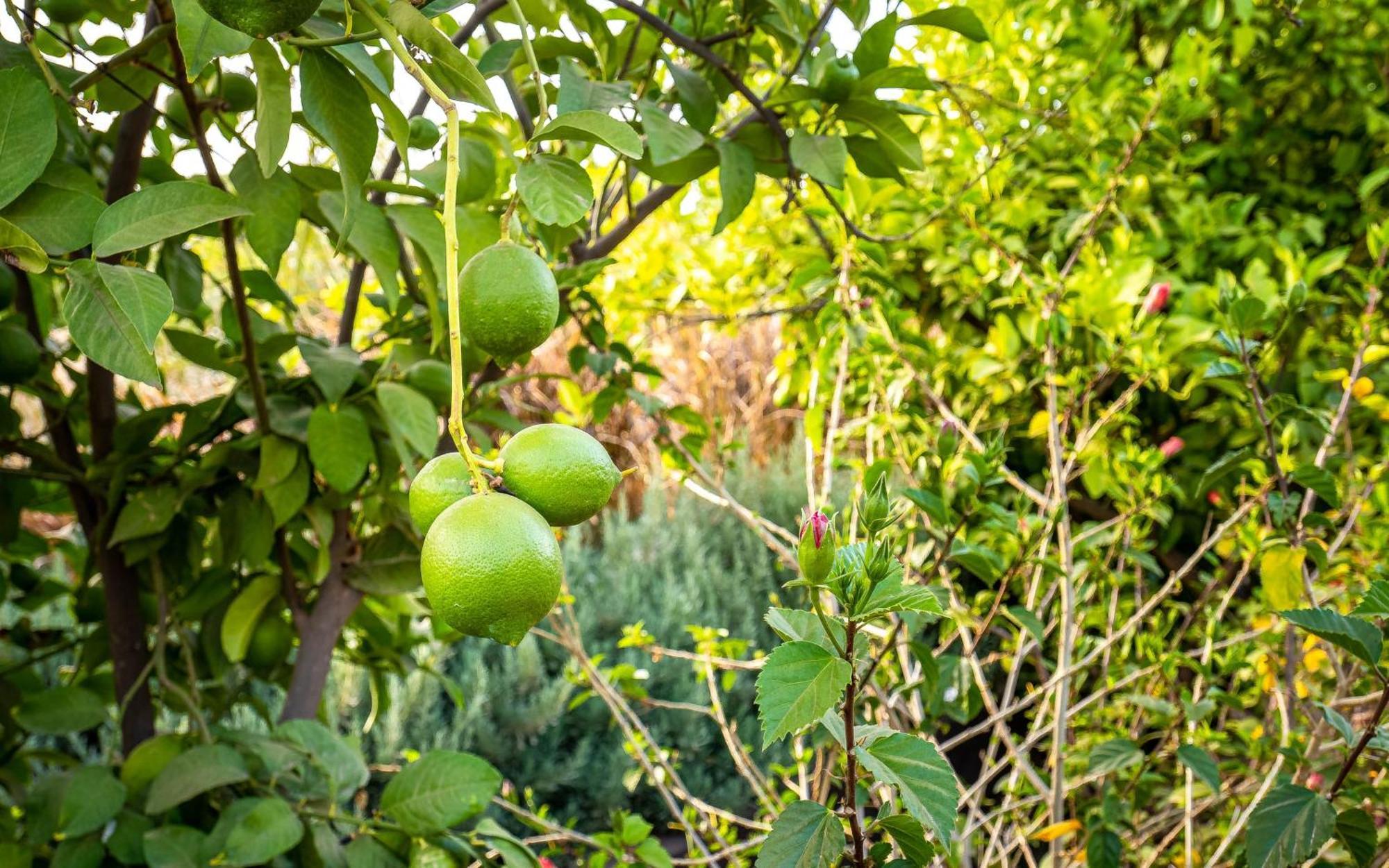 מלון Ouled Moumen The Lemonary Marrakech מראה חיצוני תמונה
