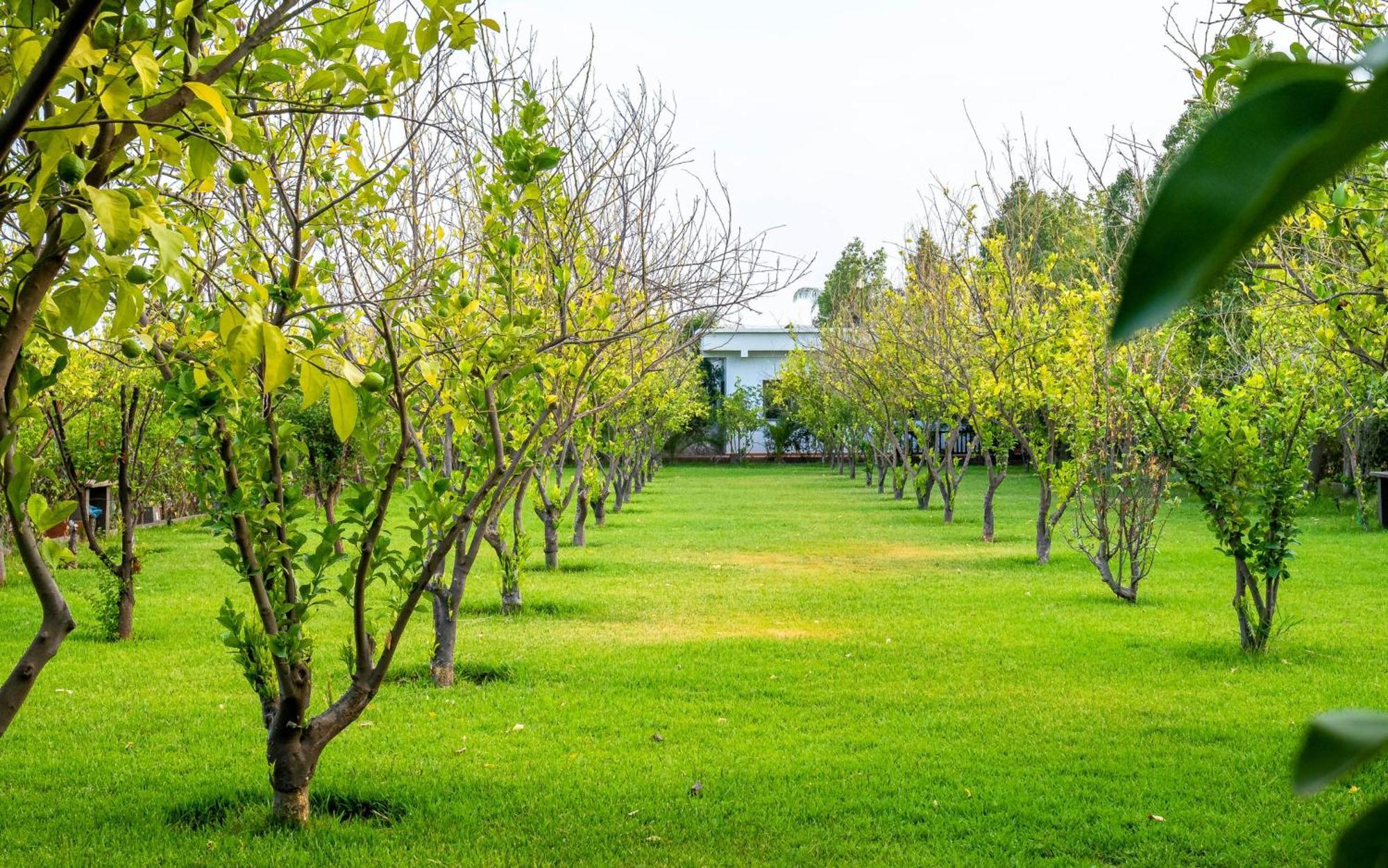 מלון Ouled Moumen The Lemonary Marrakech מראה חיצוני תמונה