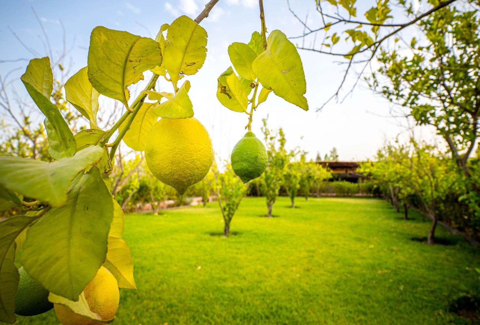 מלון Ouled Moumen The Lemonary Marrakech מראה חיצוני תמונה
